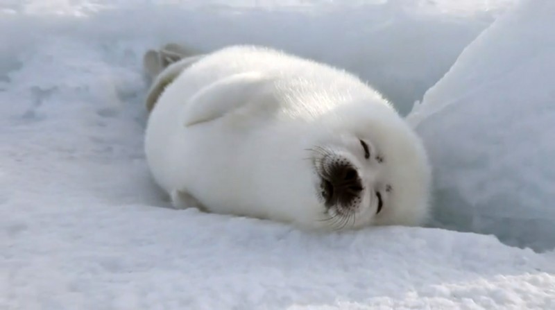 Harp seal nap time