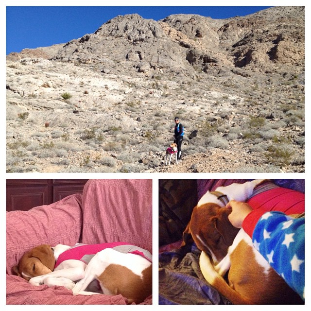 Who went on a 7mi run/hike and is still passed out? Ella Bella! :) #tiredpuppy #houndmix #trail #run