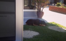 Working outdoors. Me doing backups, him on his chew toy. #SoCal #rottweiler