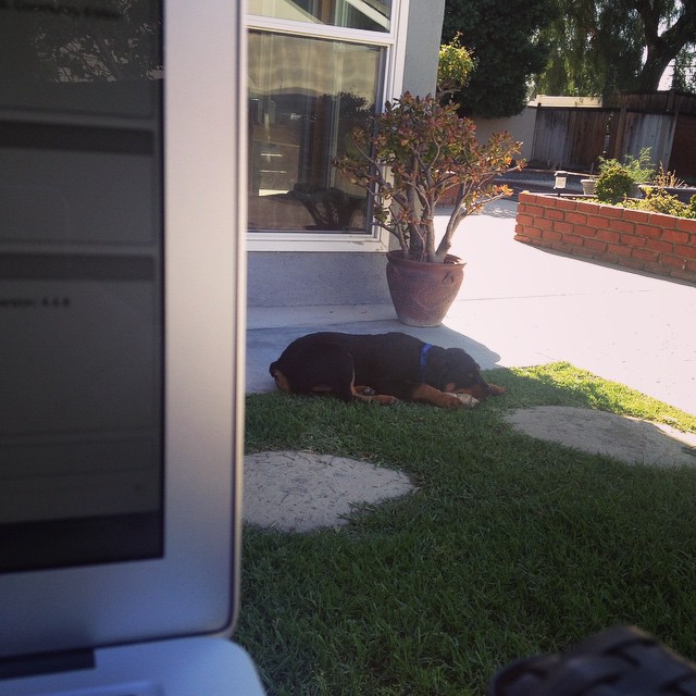 Working outdoors. Me doing backups, him on his chew toy. #SoCal #rottweiler
