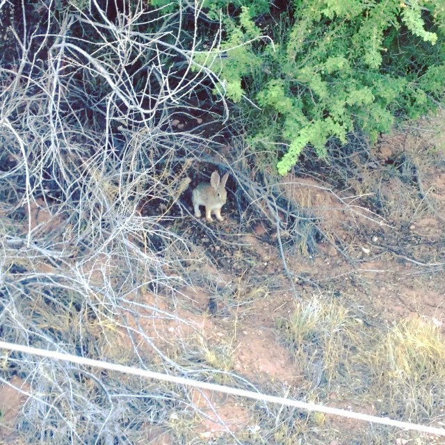 Cute cottontail! Yup, I got shocked (static) in the end. #hare #raising xD