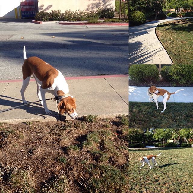 Ella made a friend, Mocha... The poor dog has cancer though. Ella made Mocha's morning by briefly playing together ^_^ #rescue #houndmix