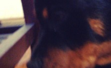 Hendrix the pup more focused on his chew than the #USA v #JPN match :) #pupslife rottie
