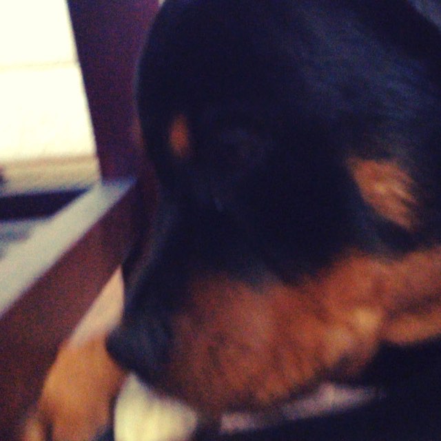 Hendrix the pup more focused on his chew than the #USA v #JPN match :) #pupslife rottie