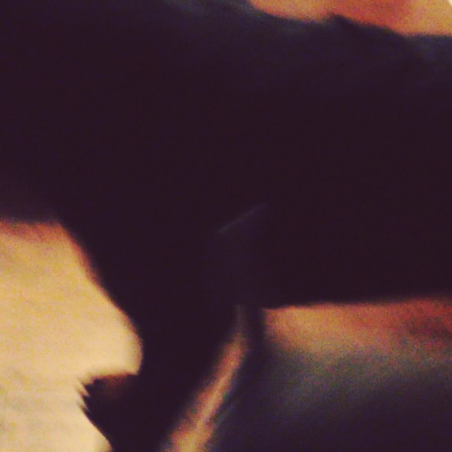 Hendrix the #rottie playing with his little bro Kingston #weimaraner #dogsofinstagram [instagram]