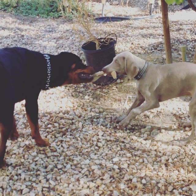 Puppies at play. Miss my K9 nephews :) #tbt #weimaraner #rottweiler [instagram]