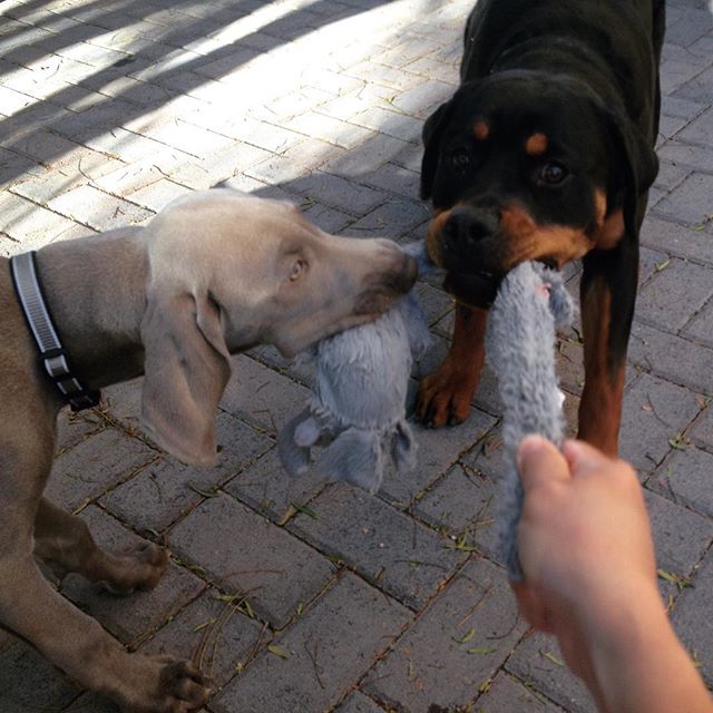 These guys are getting spoiled w/ auntie. 4th playtime this morning. #dogsofinstagram #rottie #weimaraner [instagram]