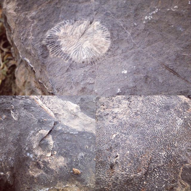 As seen on my 18mi #trail run today... Fossils! Thanks for pointing them out, Jessica! #backcountry50km #training #instarunners [instagram]