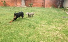 Puppies got home before their parents. Playtime. #dogsofinstagram #rottweiler #weimaraner [instagram]