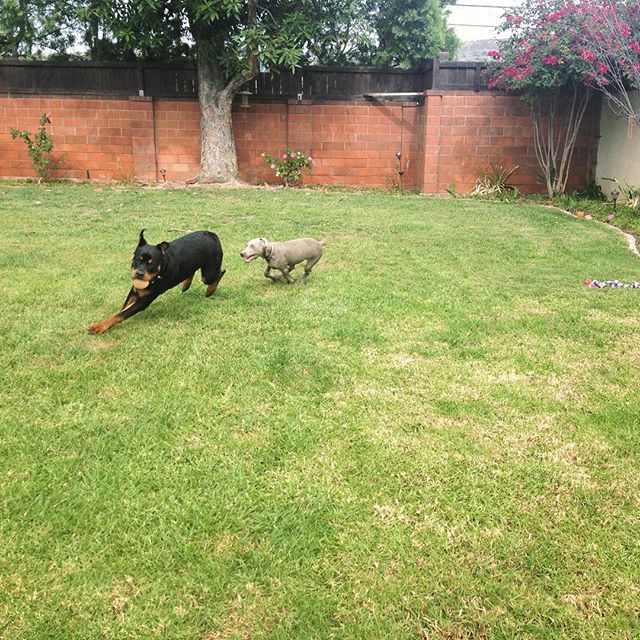 Puppies got home before their parents. Playtime. #dogsofinstagram #rottweiler #weimaraner [instagram]