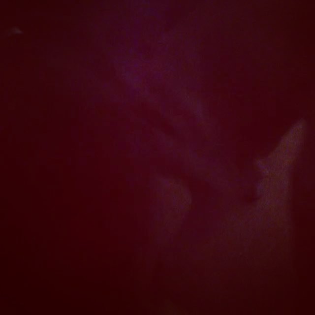Big Bro H gets tired easily playing with K. #rottweiler #weimaraner #dogsofinstagram [instagram]