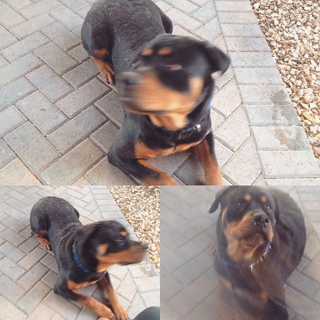 H was purposely ignoring me during his timeout earlier this morning. Lol. #rottweiler #dogsofinstagram [instagram]