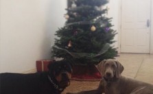 H & K by the Christmas tree. #rottweiler #weimaraner #dogaunt [instagram]