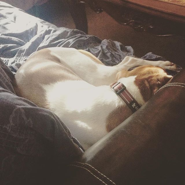 Look sis @runtricpa only 2.2mi + 600ft climb on Lone Mt. and your Ella is knackered! #dogaunt #rescue #hound [instagram]