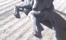 Artsy pose by K the #weimaraner #puppy #dogaunt [instagram]