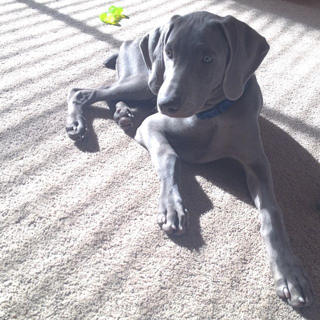 Artsy pose by K the #weimaraner #puppy #dogaunt [instagram]