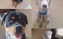 Trying to get pups to pose. XD #dogsofinstagram #dogaunt #rottweiler #weimaraner [instagram]