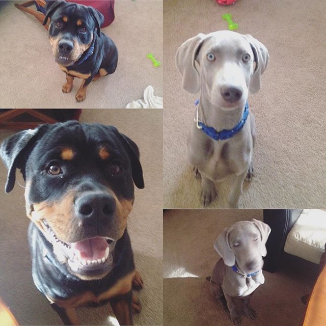 Trying to get pups to pose. XD #dogsofinstagram #dogaunt #rottweiler #weimaraner [instagram]