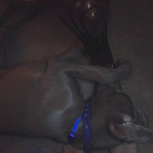 An awkward sleeping pose for K the #weimaraner after a 2mi run! #dogaunt [instagram]