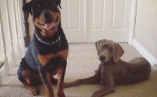 Missing these two! #rottweiler #weimaraner #dogaunt #tbt [instagram]