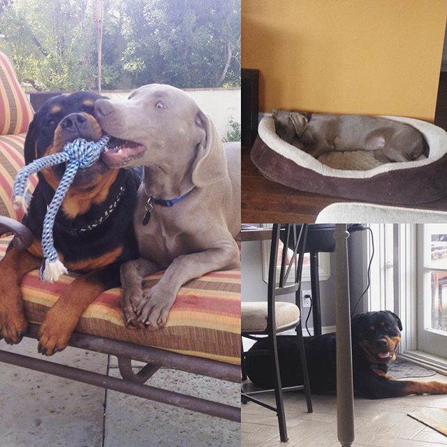 When auntie is in town... Oops not on lounge chairs lol #spoiledpups #dogaunt #rottweiler #weimaraner [instagram]