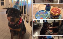H turned 1! His mama, my sis, got him a bday cake xD #dogsofinstagram #valentines #rottweiler [instagram]