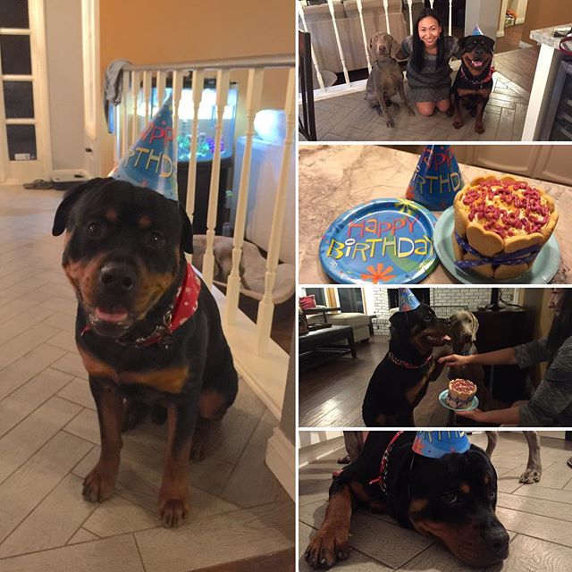 H turned 1! His mama, my sis, got him a bday cake xD #dogsofinstagram #valentines #rottweiler [instagram]