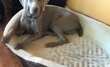Srsly? Nap time again? #dogaunt #weimaraner #dogaunt [instagram]
