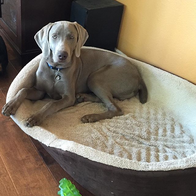 Srsly? Nap time again? #dogaunt #weimaraner #dogaunt [instagram]