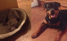 Just another day & I get to hang with these cute fellas again! #dogaunt #rottweiler #weimaraner [instagram]