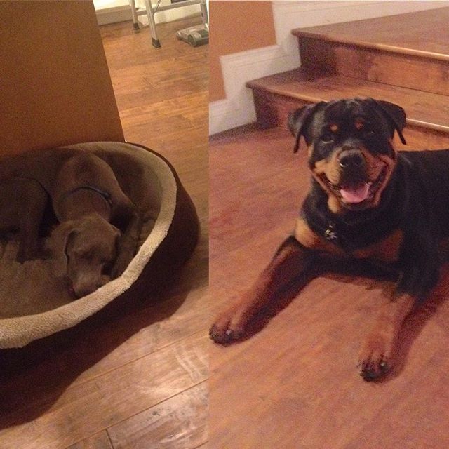 Just another day & I get to hang with these cute fellas again! #dogaunt #rottweiler #weimaraner [instagram]