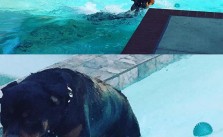 As I rush thru lunch, H decides to play catch by himself & swim a few laps +_+ #dogaunt #dogsofinstagram #rottweiler [instagram]