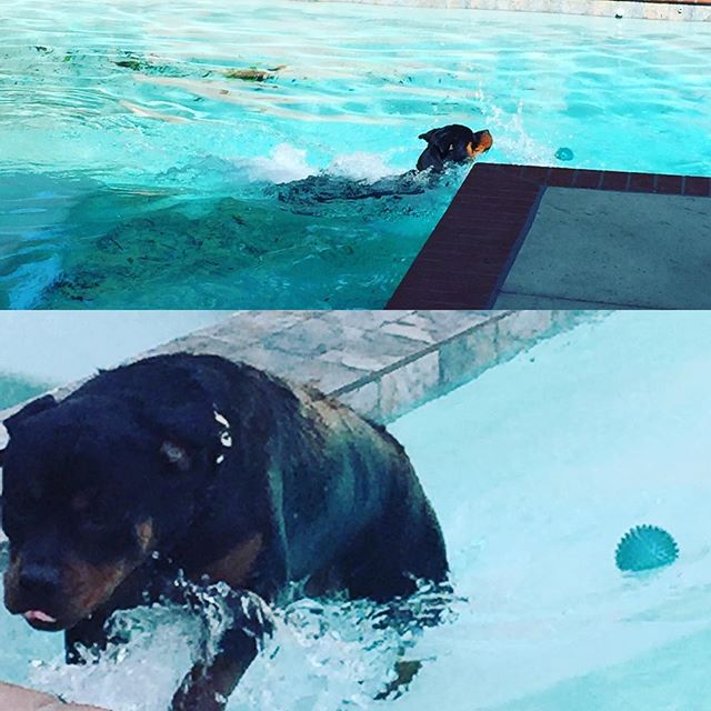 As I rush thru lunch, H decides to play catch by himself & swim a few laps +_+ #dogaunt #dogsofinstagram #rottweiler [instagram]