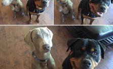 Getting puppies to pose for me like xD #dogaunt #rottweiler #weimaraner [instagram]