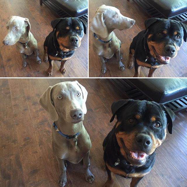 Getting puppies to pose for me like xD #dogaunt #rottweiler #weimaraner [instagram]