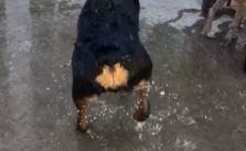 Video & editing credit: my Bro in law. Starring: H the #rottweiler #dogsofinstagram #salsadancing [instagram]