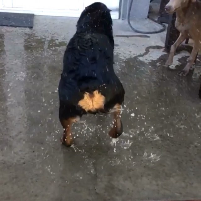 Video & editing credit: my Bro in law. Starring: H the #rottweiler #dogsofinstagram #salsadancing [instagram]
