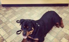 Picky pup or smart one? He went thru several tastings before finding his treat of choice. #rottweiler #birfday #1stbday [instagram]