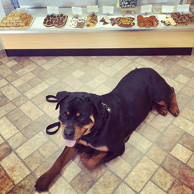 Picky pup or smart one? He went thru several tastings before finding his treat of choice. #rottweiler #birfday #1stbday [instagram]