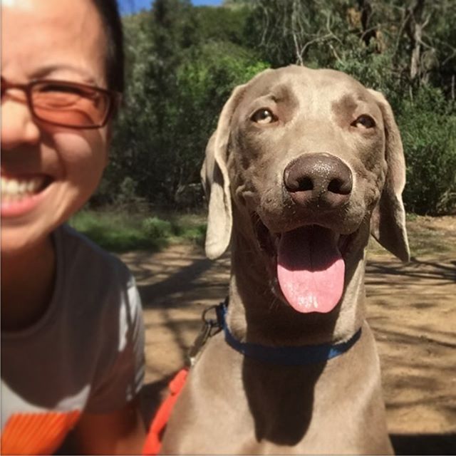 Went for a quick run with K! #dogaunt #weimaraner #dogsofinstagram [instagram]