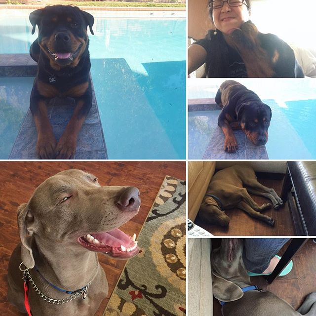 I miss these two pups! #dogaunt #dogsofinstagram #rottweiler #weimaraner #tbt [instagram]