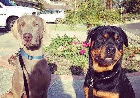 My bro in law took this photo last weekend (my request). Miss my dog nephews! #dogsofinstagram #weimaraner #rottweiler [instagram]