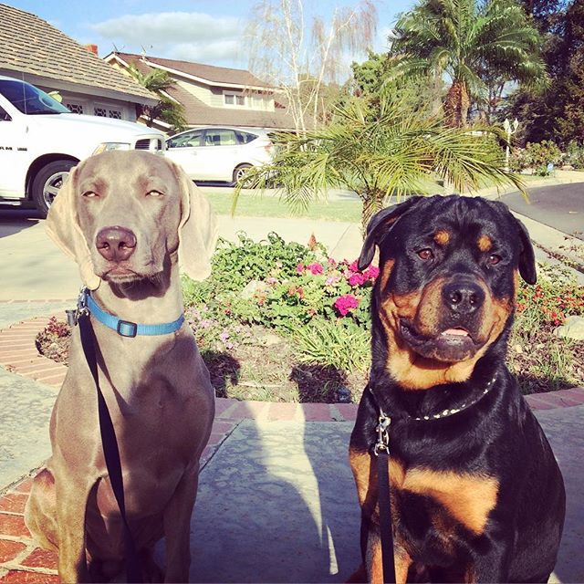My bro in law took this photo last weekend (my request). Miss my dog nephews! #dogsofinstagram #weimaraner #rottweiler [instagram]
