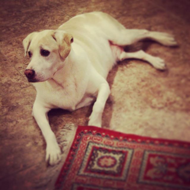 My fav memory of my bro-in-law's pup Bogie was giving him a treat past his bedtime which resulted in him waking my sis at 3am so he can go outside xD RIP & may you have as much treats as you want now. #dogaunt #dogsofinstagram #labrador [instagram]