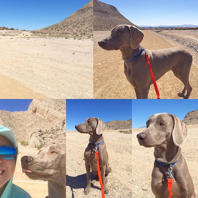 The Kingston Show. #weimaraner #dogsofinstagram #dogaunt [instagram]
