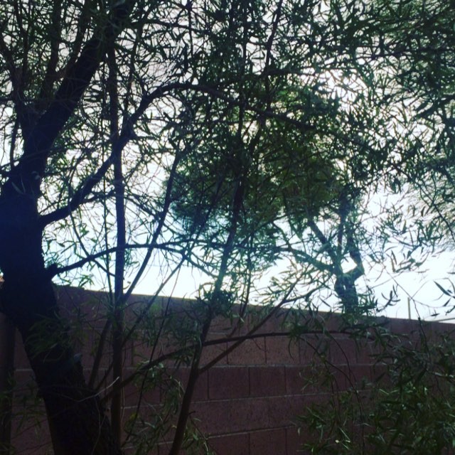When you grilling and it is windy. Like, really windy. #latelunch #earlysupper #chikin [instagram]