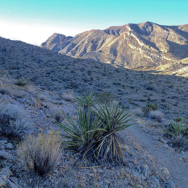 The Burbs trail at Gilmore Cliff Shadows is still my fav trail in So.NV! #desertdash #getsometrail #trailrunningvegas #earthday2016 #fbf [instagram]