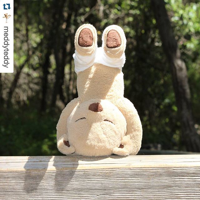 Taking cues from a #yoga bear :) #dontjudge #Repost @meddyteddy・・・Meddy's Mindful Moment "The world is the great gymnasium where we come to make ourselves strong." Swami Vivekananda [instagram]