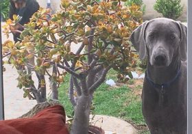 Big bro just sent me this piccy of the boys! Awww miss them. #dogaunt #needtovisitpups #rottweiler #weimaraner [instagram]