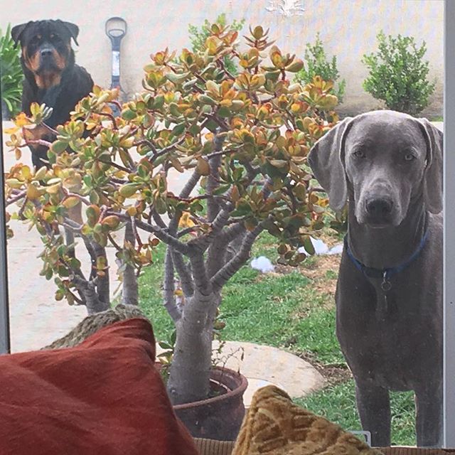 Big bro just sent me this piccy of the boys! Awww miss them. #dogaunt #needtovisitpups #rottweiler #weimaraner [instagram]